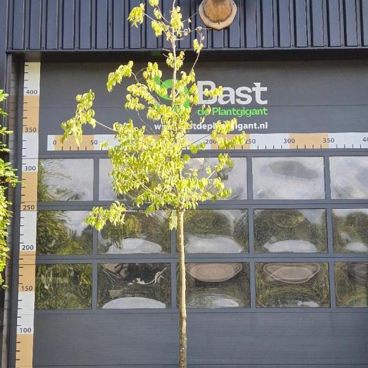 Celtis australis Container 160lt. 18/20cm.
