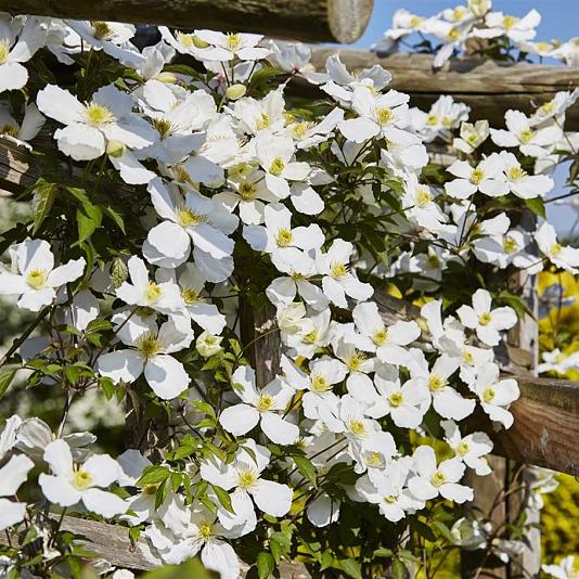 Clematis mont. 'Grandiflora' Container 5lt 150/175cm.