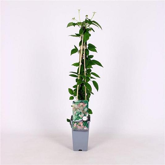 Clematis mont. 'Marjorie' Container 2lt. 60/70cm.