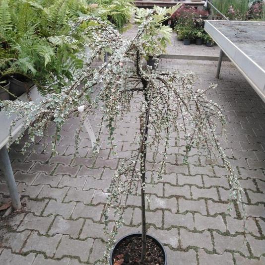 Cotoneaster atrop. 'Variegatus' Container 7,5lt. 80/100cm.