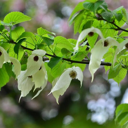 Davidia involucrata Container 110lt. 18/20cm.