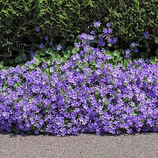 Campanula portenschlagiana 