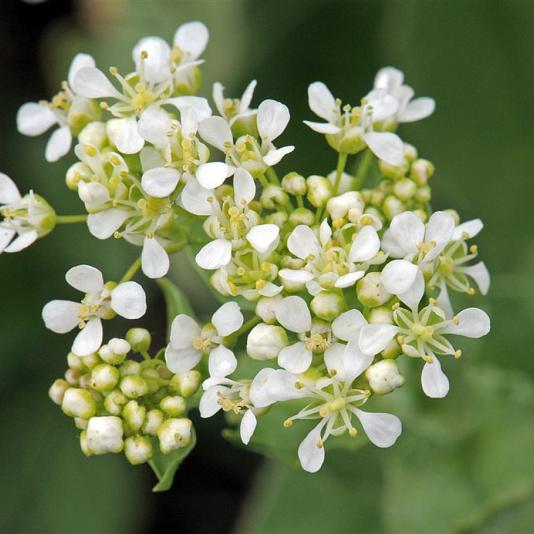Pachyphragma macrophylla 