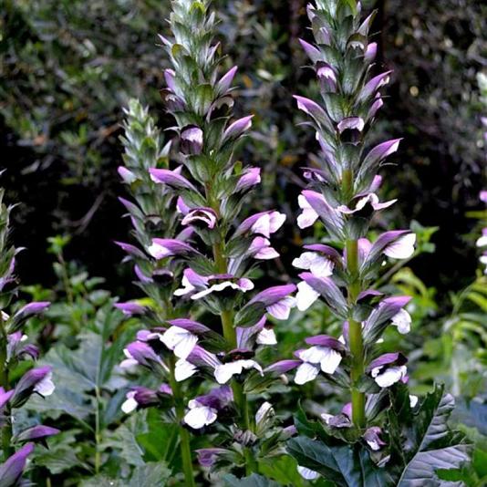 Acanthus spinosus 