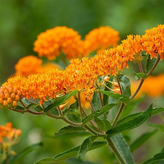 Asclepias tuberosa 