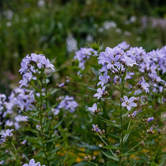 Campanula lact. 'Pouffe' 