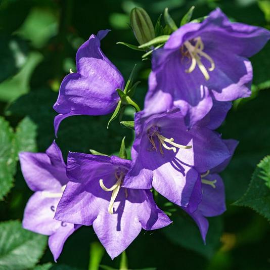 Campanula persicifolia 