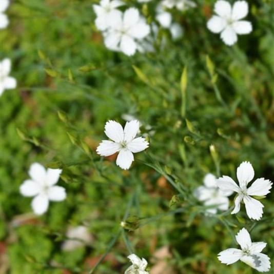 Dianthus delt. 'Albiflorus' 