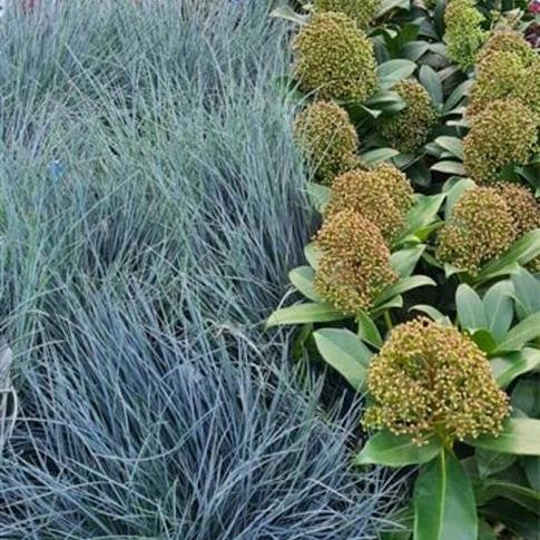 Festuca glauca 'Elijah Bleu' 
