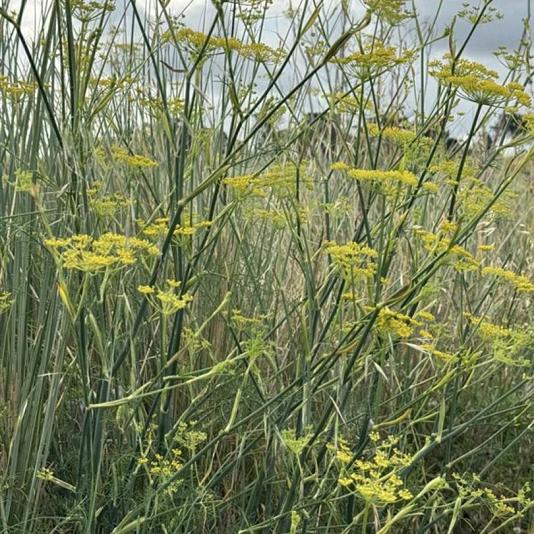Foeniculum vulgare 
