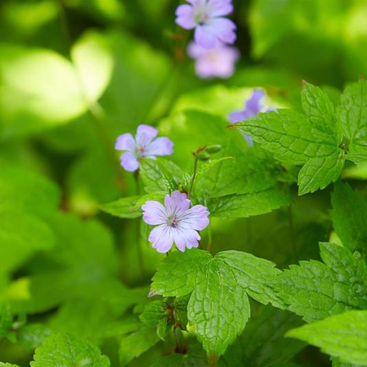 Geranium nodosum 