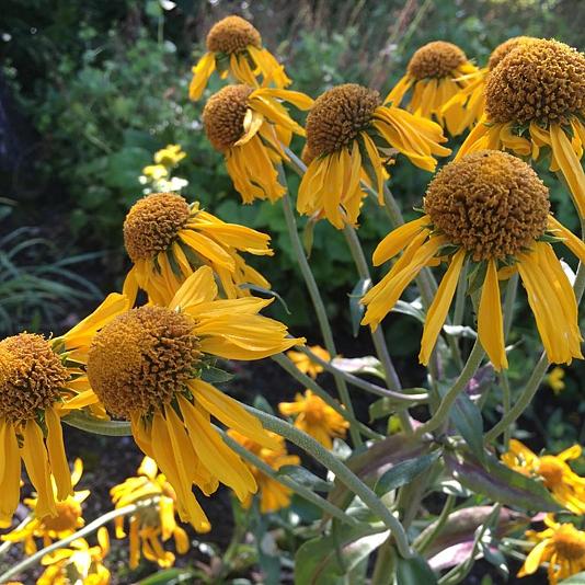 Helenium hoopesii 