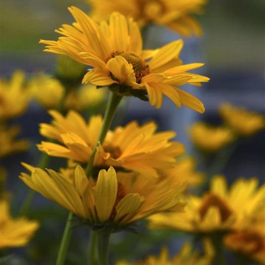 Heliopsis h. 'Summer Sun' 