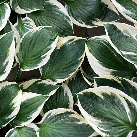 Hosta f. 'Patriot' 