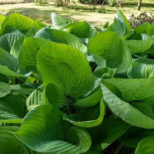 Hosta 'Sum and Substance' 