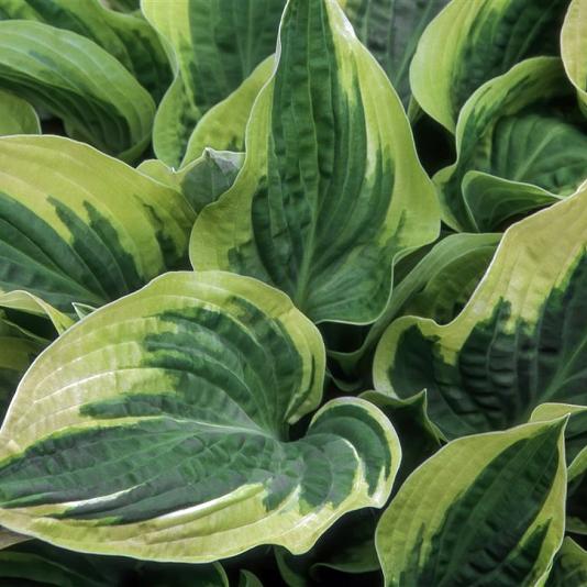 Hosta 'Wide Brim' 