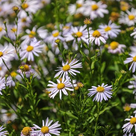 Kalimeris incisa 'Blue Star' 