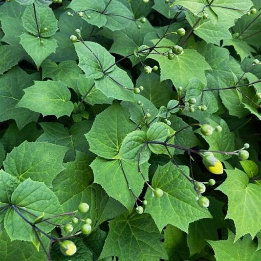 Kirengeshoma palmata 