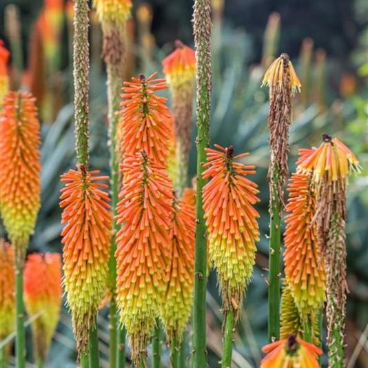 Kniphofia uvaria 'Grandiflora' 