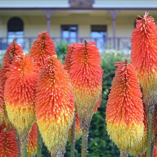 Kniphofia 'Royal Castle' 