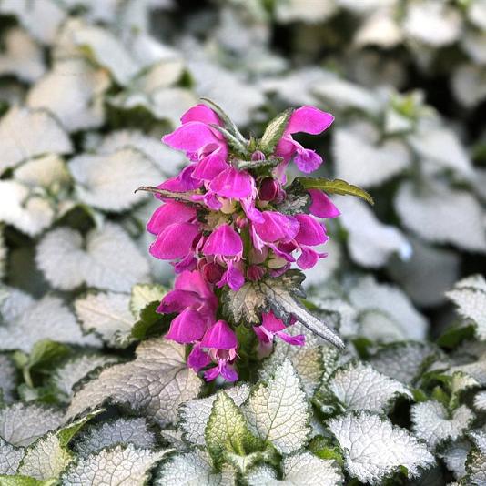 Lamium mac. 'Beacon Silver' 