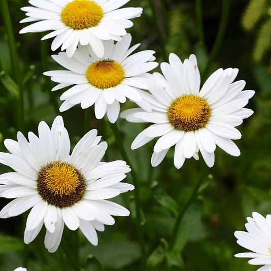 Leucanthemum vulgare 'Maiköningin' 