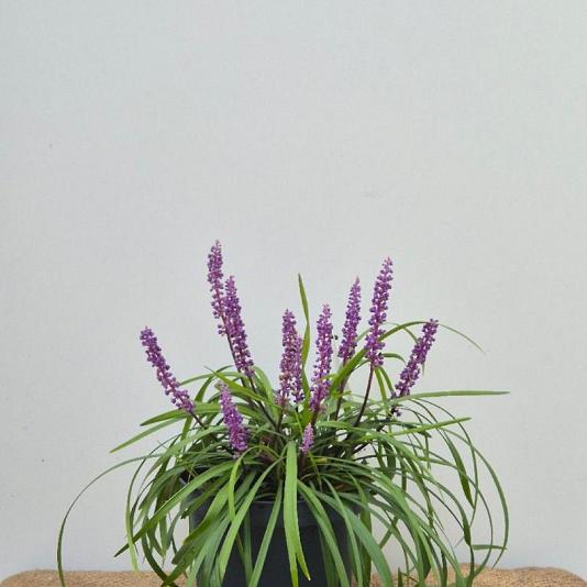 Liriope muscari 'Royal Purple' 