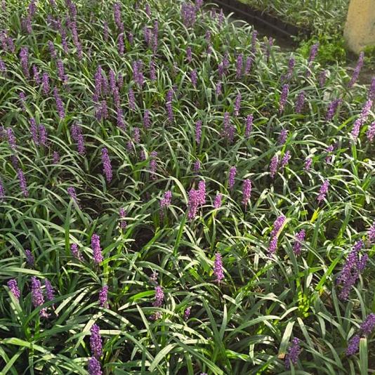 Liriope muscari 'Royal Purple' 