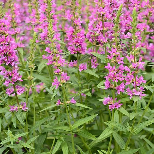 Lythrum virgatum 'Rose Queen' 