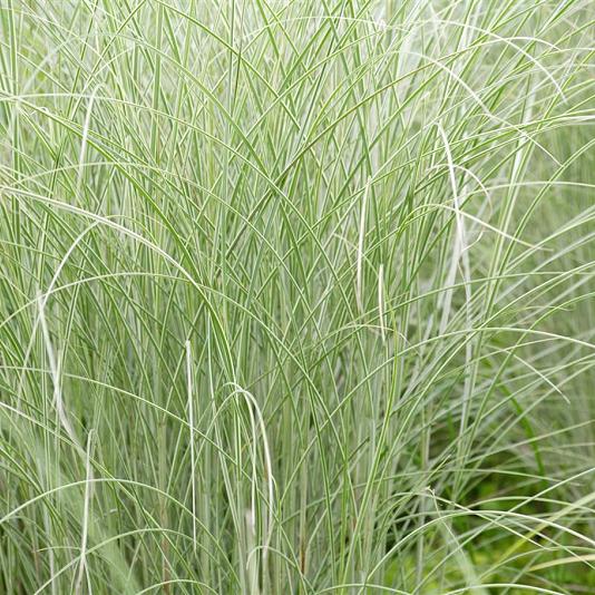 Miscanthus sin. 'Morning Light' 