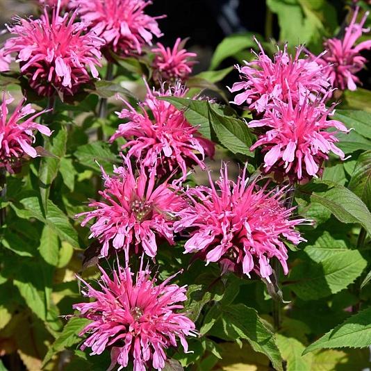 Monarda 'Croftway Pink' 