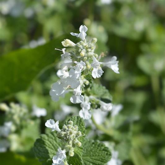Nepeta faassenii 'Snowflake' 