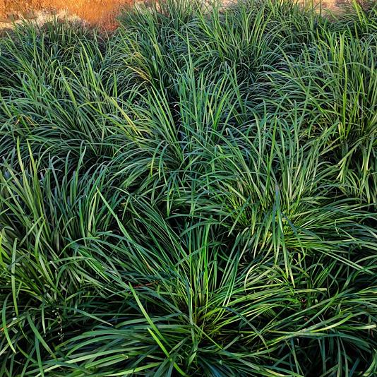 Ophiopogon japonicus 