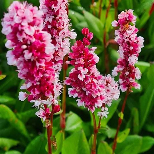 Persicaria aff. 'Darjeeling Red' 