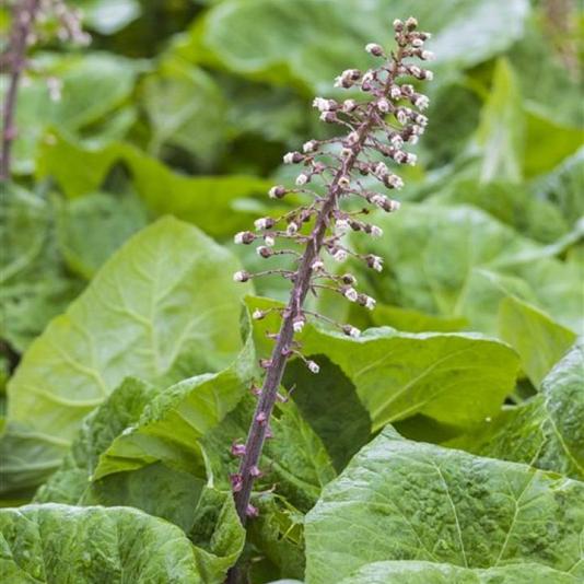 Petasites hybridus 