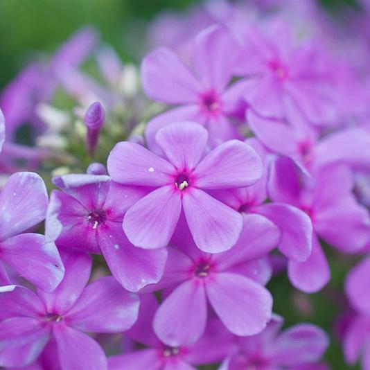 Phlox (P) 'Amethyst' 