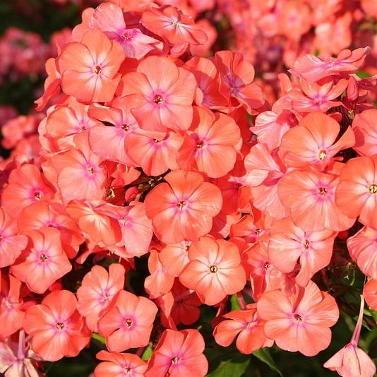 Phlox (P) 'Orange Perfection' 