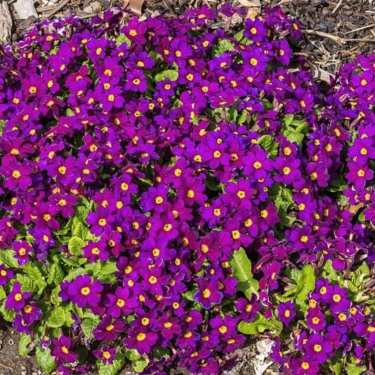 Primula (J) 'Wanda' 