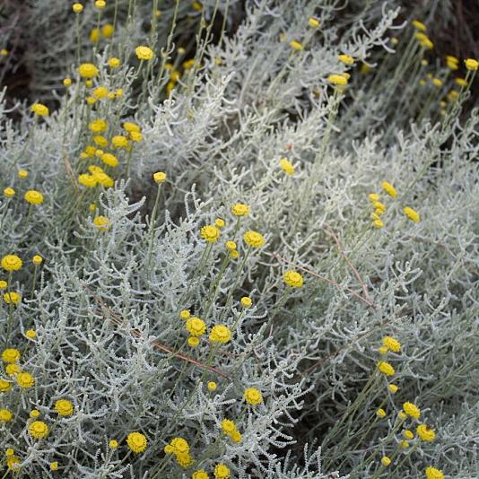 Santolina chamaecyparissus 