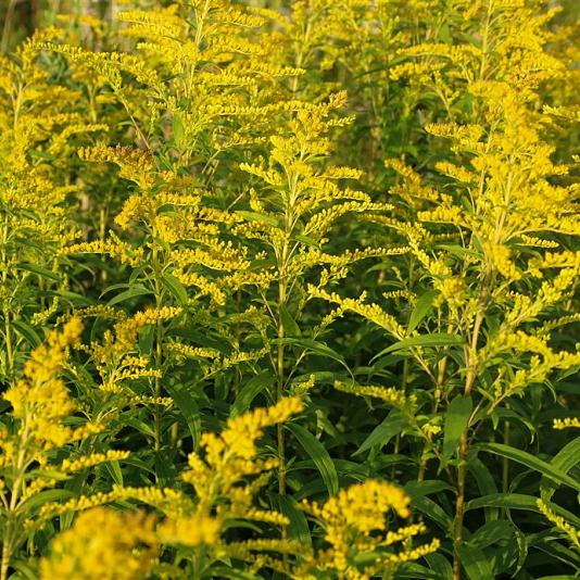 Solidago 'Goldkind' 