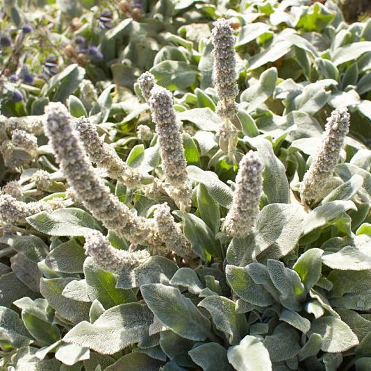 Stachys byzantina 'Silver Carpet' 