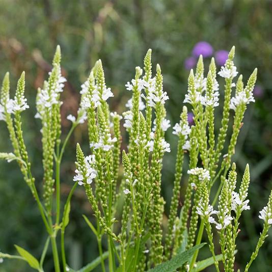 Verbena hastata 'Alba' 