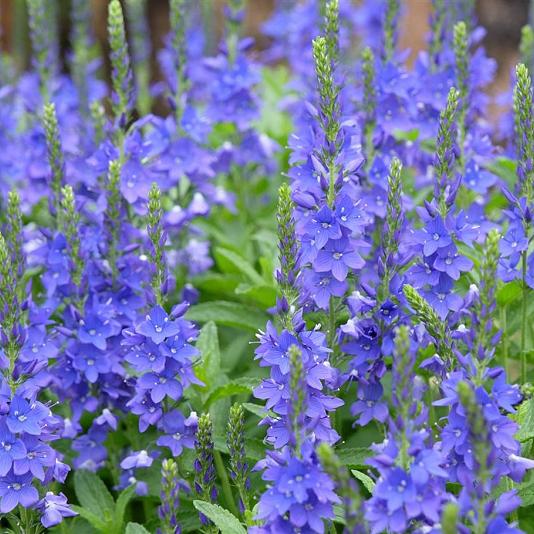 Veronica austriaca 