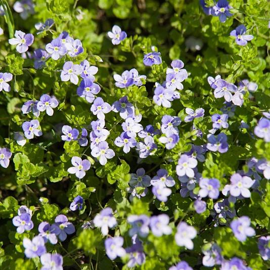 Veronica repens 