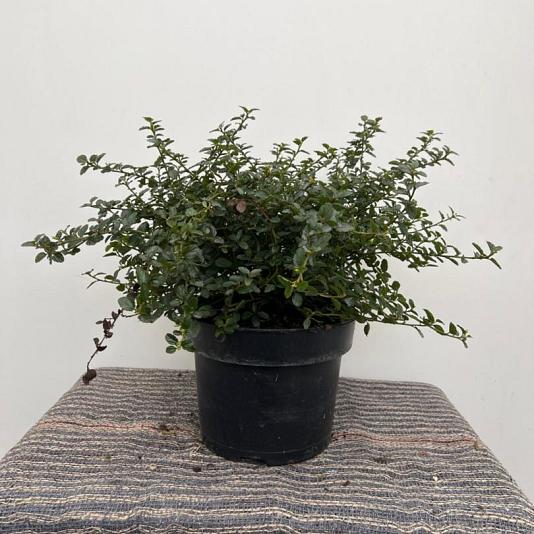 Ceanothus thyrsiflorus 'Repens' Container 2lt. 20/25cm.