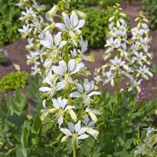 Dictamnus albus 'Albiflorus' Pot 9cm.