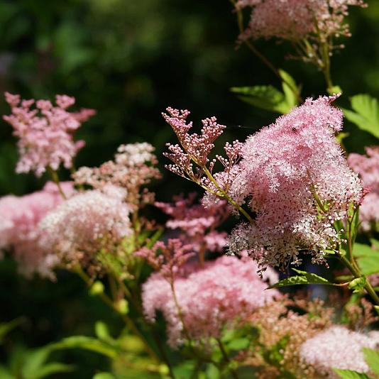 Filipendula rubra 'Venusta' Pot 9cm.
