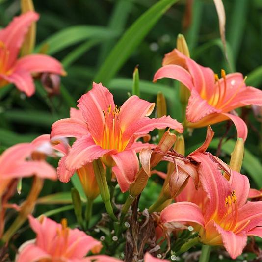 Hemerocallis 'Pink Damask' Pot 9cm.