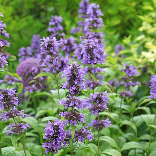 Nepeta nervosa Pot 9cm.