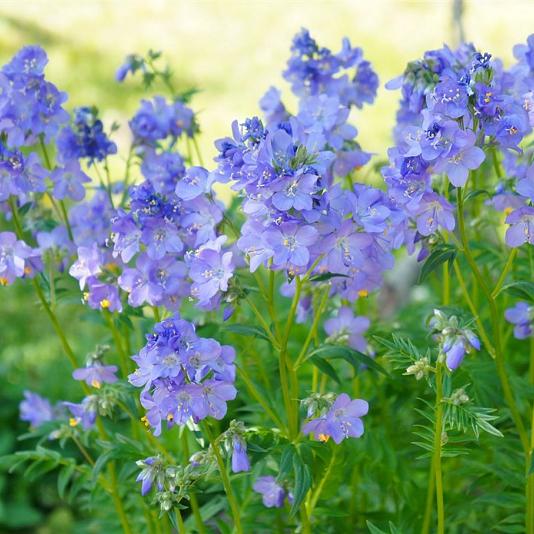 Polemonium caeruleum Pot 9cm.